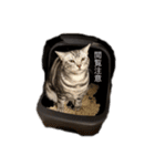 にゃま太朗（個別スタンプ：19）