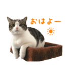 毎日ミュウちゃん（個別スタンプ：1）