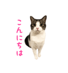 毎日ミュウちゃん（個別スタンプ：2）