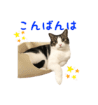 毎日ミュウちゃん（個別スタンプ：3）