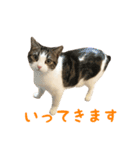 毎日ミュウちゃん（個別スタンプ：6）