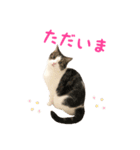 毎日ミュウちゃん（個別スタンプ：7）