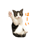 毎日ミュウちゃん（個別スタンプ：11）