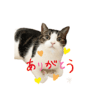 毎日ミュウちゃん（個別スタンプ：12）