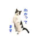 毎日ミュウちゃん（個別スタンプ：15）