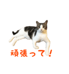 毎日ミュウちゃん（個別スタンプ：17）