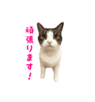 毎日ミュウちゃん（個別スタンプ：18）