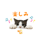 毎日ミュウちゃん（個別スタンプ：19）