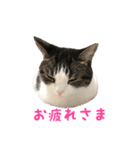 毎日ミュウちゃん（個別スタンプ：21）