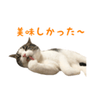 毎日ミュウちゃん（個別スタンプ：25）