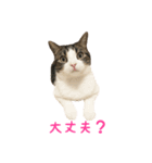毎日ミュウちゃん（個別スタンプ：33）