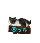 毎日ミュウちゃん（個別スタンプ：37）