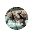 福来(フック船長) 2（個別スタンプ：2）