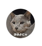 福来(フック船長) 2（個別スタンプ：6）