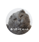福来(フック船長) 2（個別スタンプ：17）
