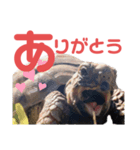 カメ ネコ イヌ トリ（個別スタンプ：1）