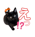 カメ ネコ イヌ トリ（個別スタンプ：3）