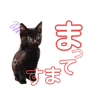 カメ ネコ イヌ トリ（個別スタンプ：4）