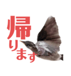 カメ ネコ イヌ トリ（個別スタンプ：5）