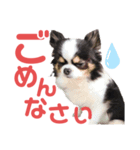 カメ ネコ イヌ トリ（個別スタンプ：6）