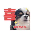カメ ネコ イヌ トリ（個別スタンプ：7）