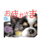カメ ネコ イヌ トリ（個別スタンプ：8）