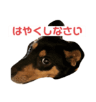 4つ目のラッキーちゃん 4（個別スタンプ：4）