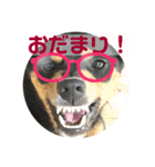 4つ目のラッキーちゃん 4（個別スタンプ：8）