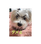 cocoちゃんご挨拶（個別スタンプ：3）