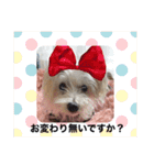 cocoちゃんご挨拶（個別スタンプ：5）
