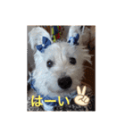 cocoちゃんご挨拶（個別スタンプ：7）