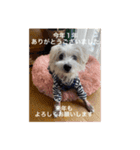 cocoちゃんご挨拶（個別スタンプ：11）