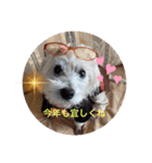 cocoちゃんご挨拶（個別スタンプ：12）