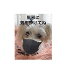 cocoちゃんご挨拶（個別スタンプ：13）
