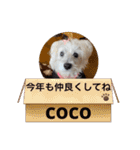 cocoちゃんご挨拶（個別スタンプ：15）