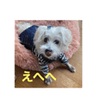cocoちゃんご挨拶（個別スタンプ：16）