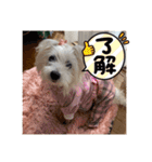 cocoちゃんご挨拶（個別スタンプ：18）