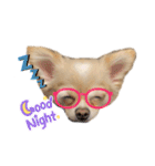 ポメチワ ペコちゃん(*´˘`*)❤（個別スタンプ：1）