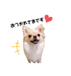 ポメチワ ペコちゃん(*´˘`*)❤（個別スタンプ：6）