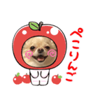 ポメチワ ペコちゃん(*´˘`*)❤（個別スタンプ：9）