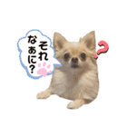 ポメチワ ペコちゃん(*´˘`*)❤（個別スタンプ：11）