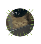 猫 中国語・日本語スタンプ（個別スタンプ：2）