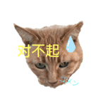 猫 中国語・日本語スタンプ（個別スタンプ：3）