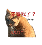 猫 中国語・日本語スタンプ（個別スタンプ：4）