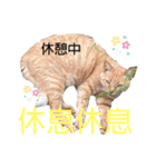 猫 中国語・日本語スタンプ（個別スタンプ：7）