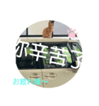 猫 中国語・日本語スタンプ（個別スタンプ：8）