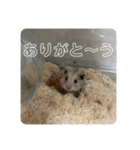 同居人のネズミ 第二弾（個別スタンプ：3）