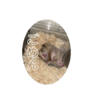 同居人のネズミ 第二弾（個別スタンプ：4）