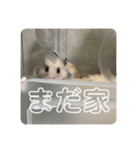 同居人のネズミ 第二弾（個別スタンプ：6）