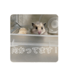 同居人のネズミ 第二弾（個別スタンプ：8）